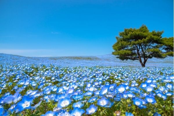 茨城のパパ活の状況について