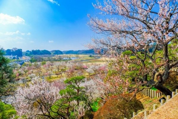 水戸エリアのパパ活デート事情